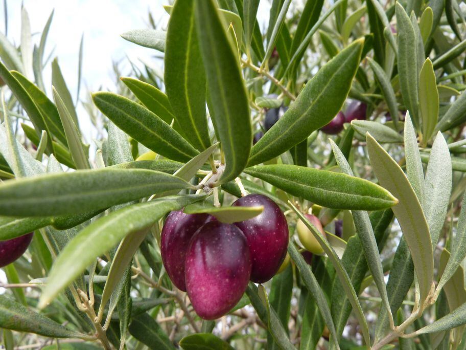 Oilve-heart-olives.jpg