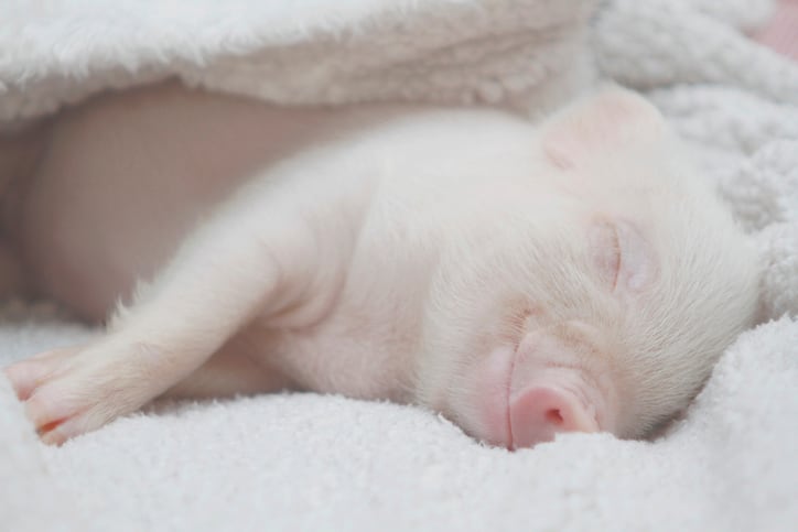 Piglets, probiotics and prebiotics: Study finds gender disparity in immunological function