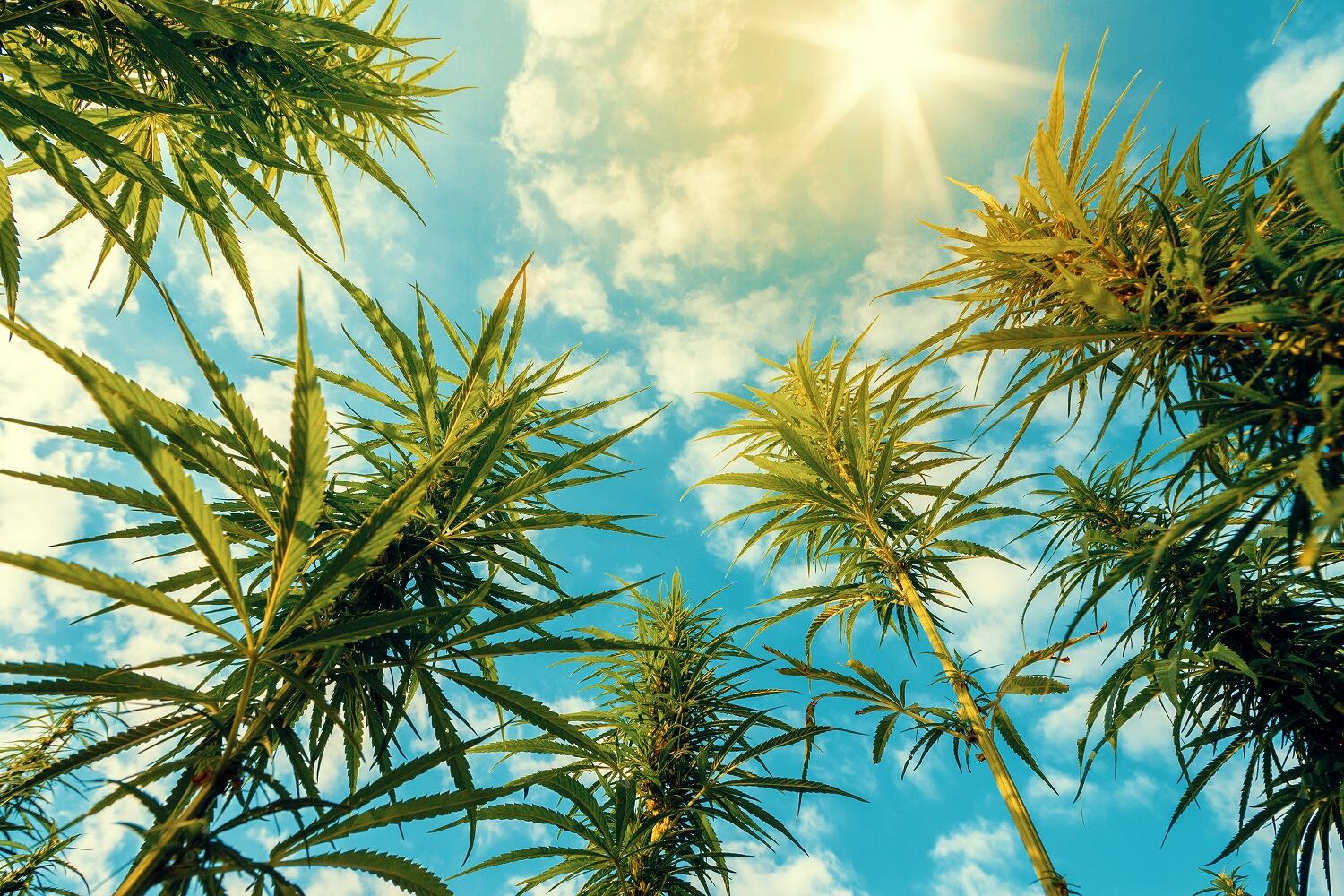 Kemin expands hemp-based ingredients offering with Driftless Extracts investment