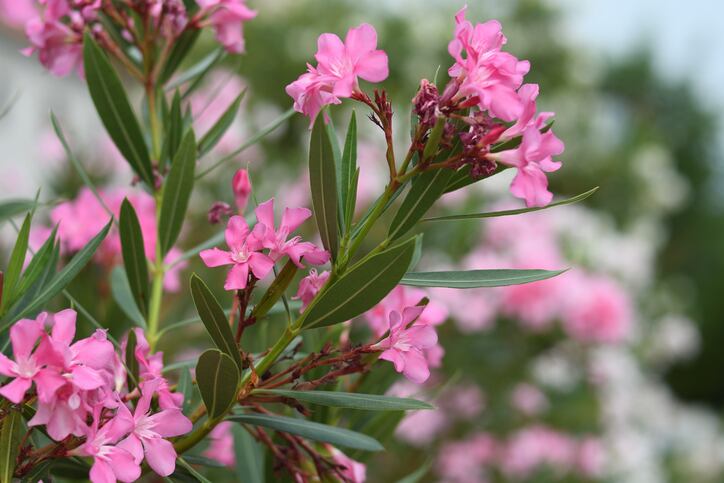 Supplement-industry-quick-to-warn-consumers-about-Trump-s-enthusiasm-for-oleander-as-COVID-19-cure.jpg