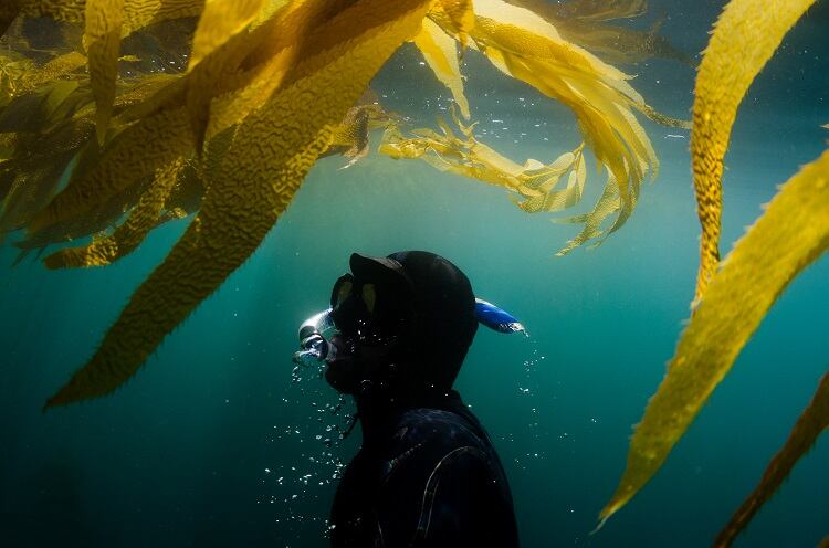 Kelp-seaweed-GettyImages-VAWiley.jpg