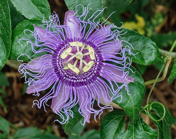 ANSES reports isolated anaphylaxis case linked to passionflower supplement 