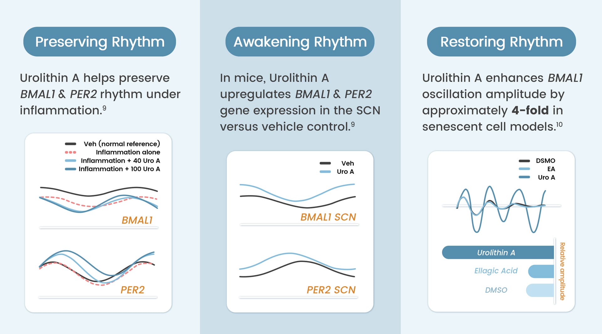 Three-panel preclinical evidence: Urolithin A preserves BMAL1 & PER2 rhythm under inflammation, upregulates SCN expression in mice, increases oscillation amplitude ~4-fold in senescent cells (Nutrients 2024, 2025)