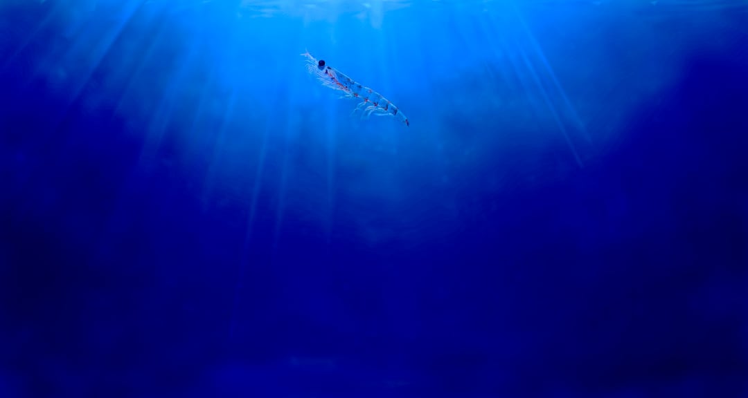 Aker further upgrades krill fleet with new support vessel