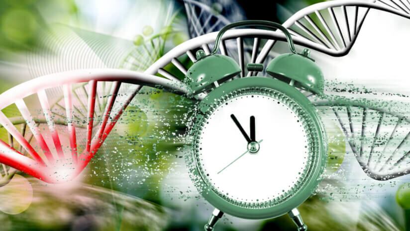 Higher serum folate linked to slower epigenetic aging
