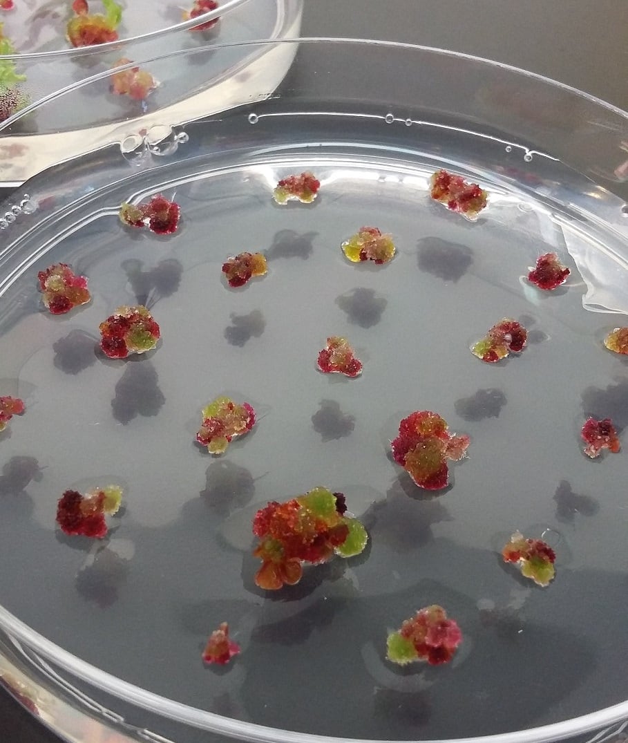 Ayana-Bio-plant-cells-cropped.jpg