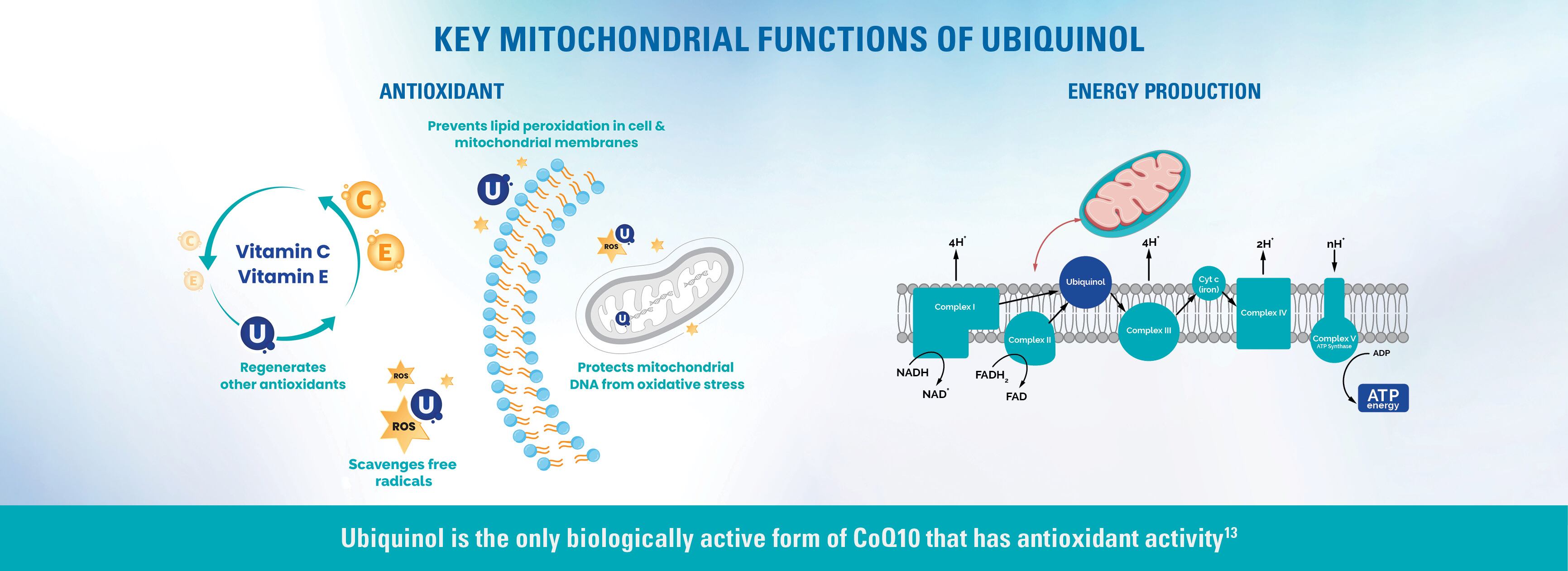 Key mitochondrial functions of ubiquinol