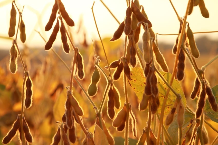 Soy-protein-is-a-popular-choice-with-many-cereal-makers.jpg
