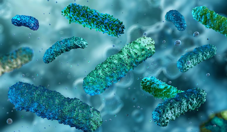 Lactobacillus, bifidobacterium, a beneficial bacteria for gut health