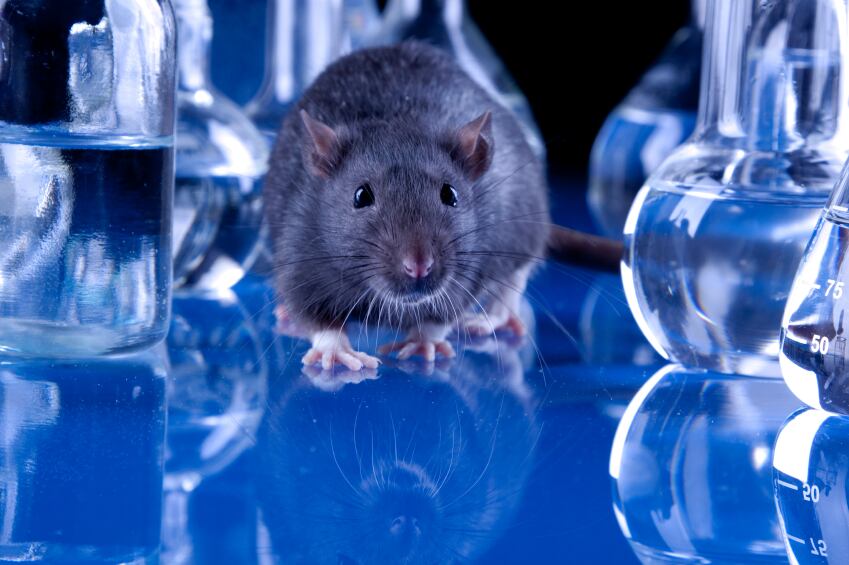 animal-testing-research-rat-science-iStock.com-FikMik.jpg