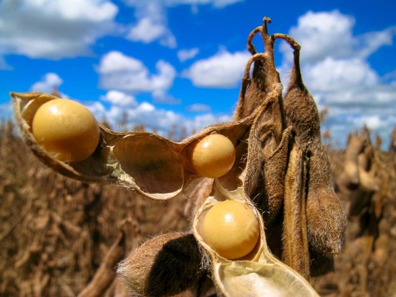 soy-field-Copyright-alffoto.jpg