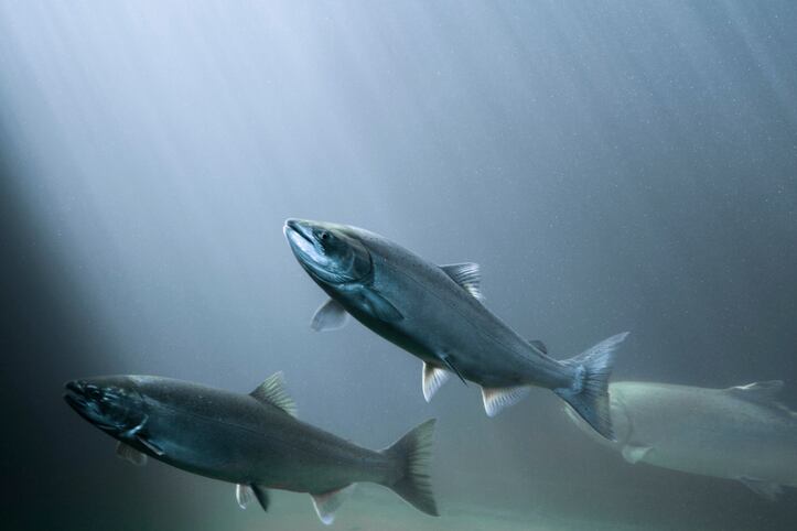 Marine beauty: Prinova Europe partners with Norwegian salmon biotech firm
