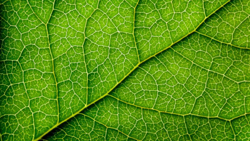 The-botanical-supply-chain-and-its-discontents.jpg