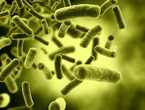Garlic compounds may boost cardio health indirectly via gut microbiota