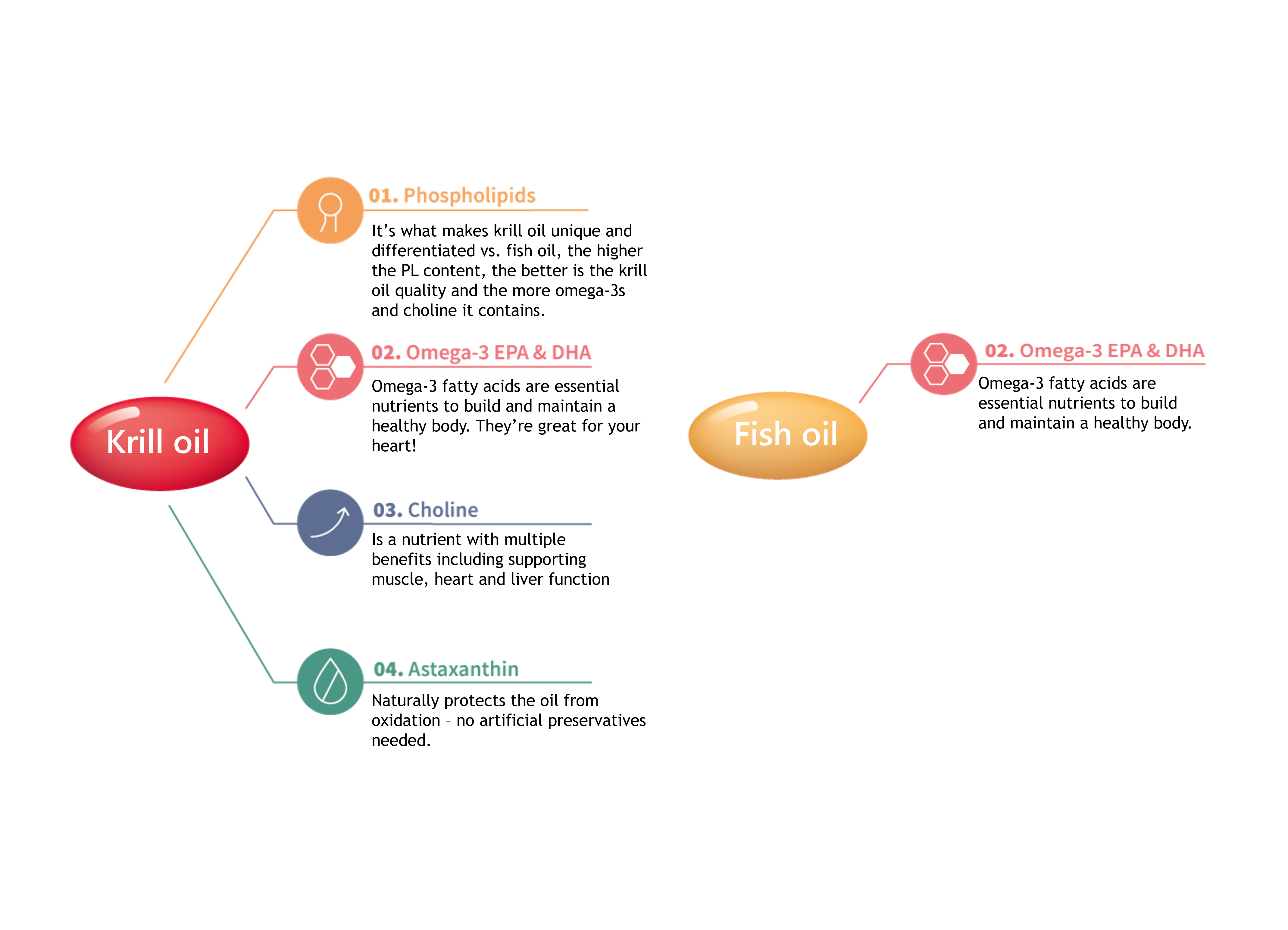 Krill-oil-nutrients.png
