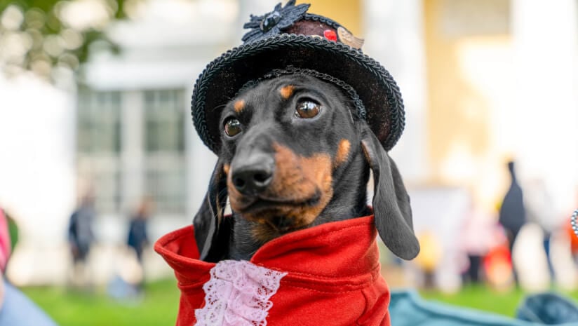 A dachshund wearing a black Bavarian hat and a red lace cape at a street festival or parade.