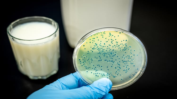 The war on obesity could be won by bacterium originally isolated from cheese, an expert says