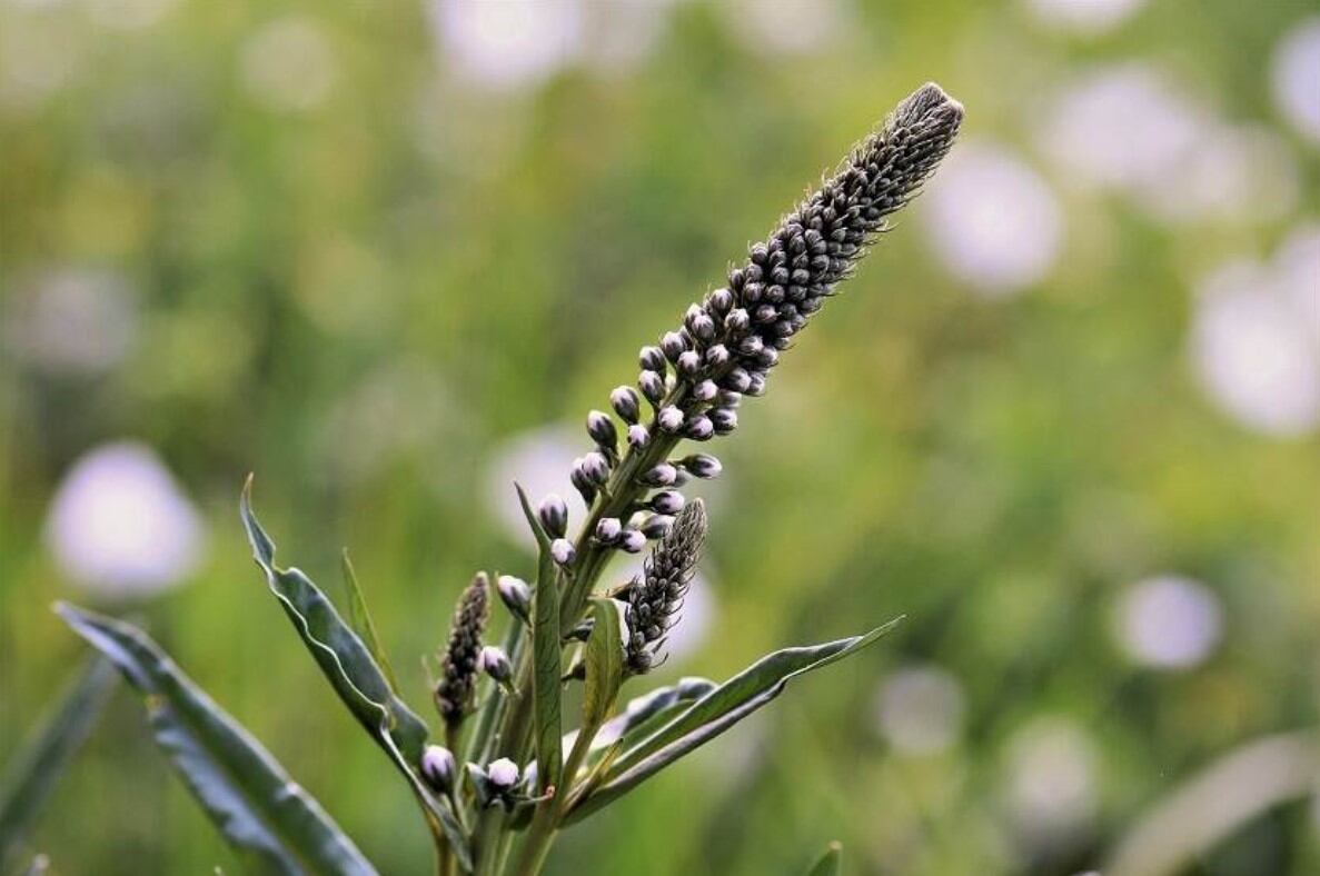 BuRO-Black-cohosh-supplement-use-risky-for-select-groups.jpg