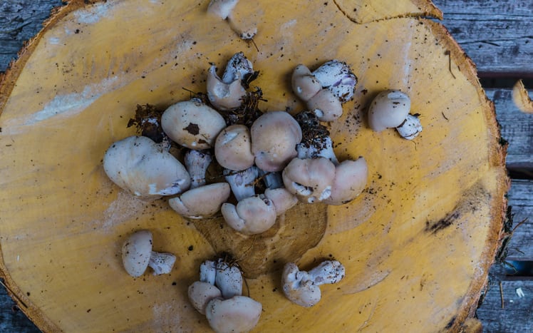 Applied Food Sciences, KÄÄPÄ Biotech form strategic partnership