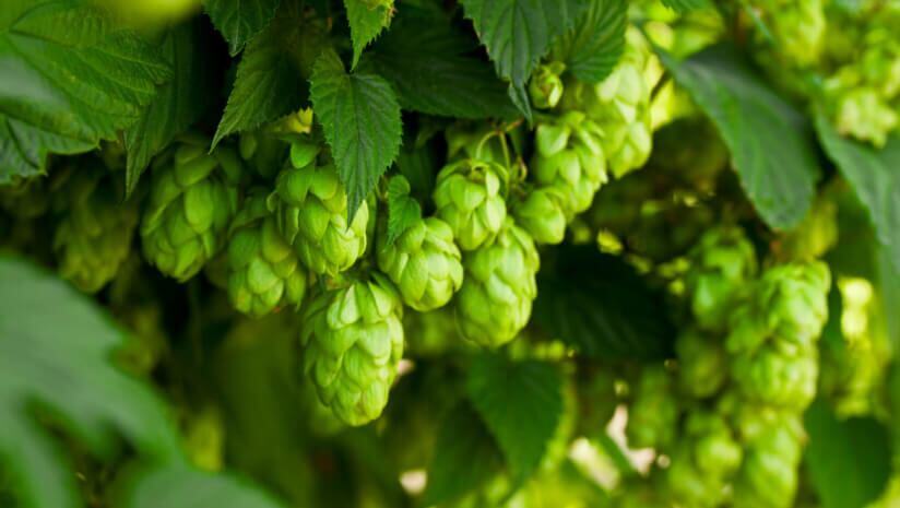 Calocurb-hops-extract-may-curb-food-cravings-for-women.jpg