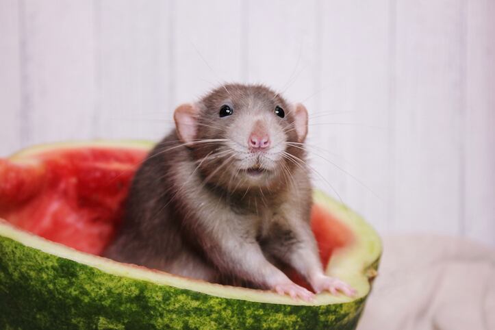 Watermelon supplements found to benefit obese mice: Study 