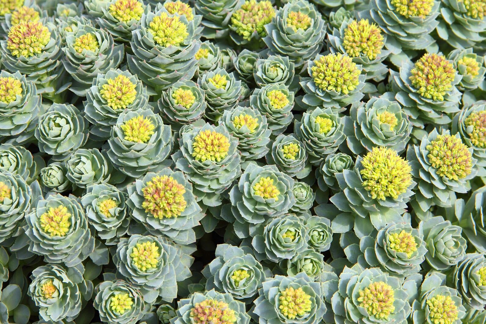 Jiaherb’s Rhodiola rosea receives CITES certification