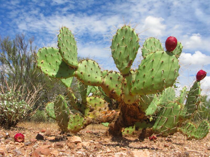 prickly-pear-cactus.jpg