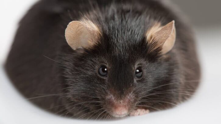 Study-finds-additive-and-interactive-synbiotic-effects.jpg