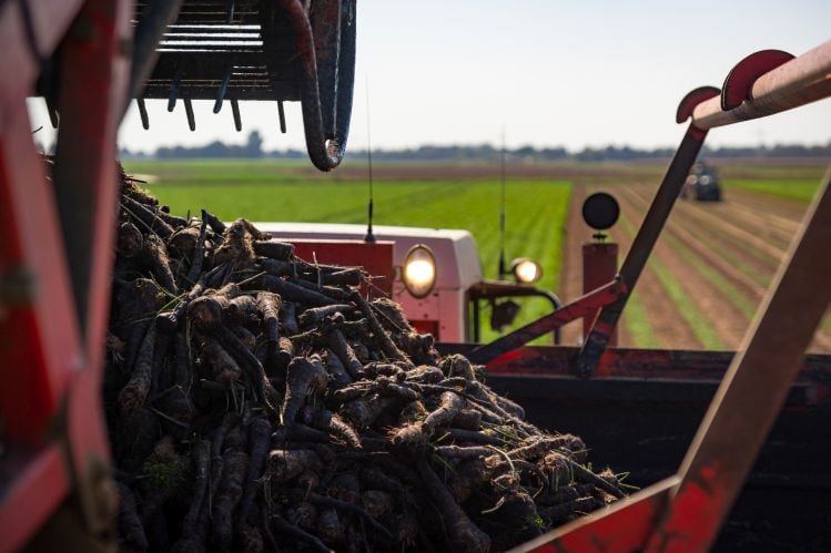 Talking sustainability and food colors with GNT: ‘Of course, natural does not automatically mean sustainable…’