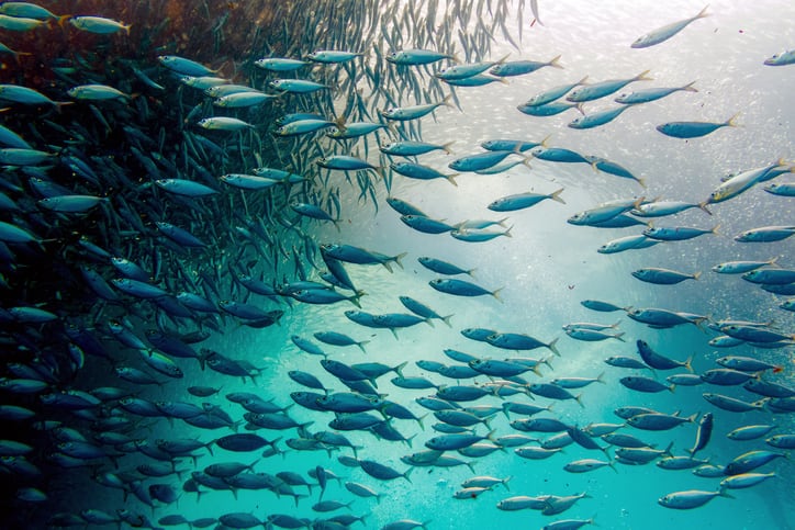 Rousselot launches MSC-certified marine collagen peptides