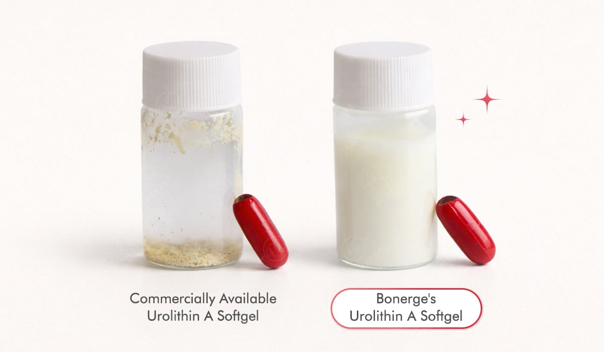 Comparison of urolithin A softgel dosage form, highlighting differences in dispersion and bioavailability between conventional products and Bonerge’s formulation
