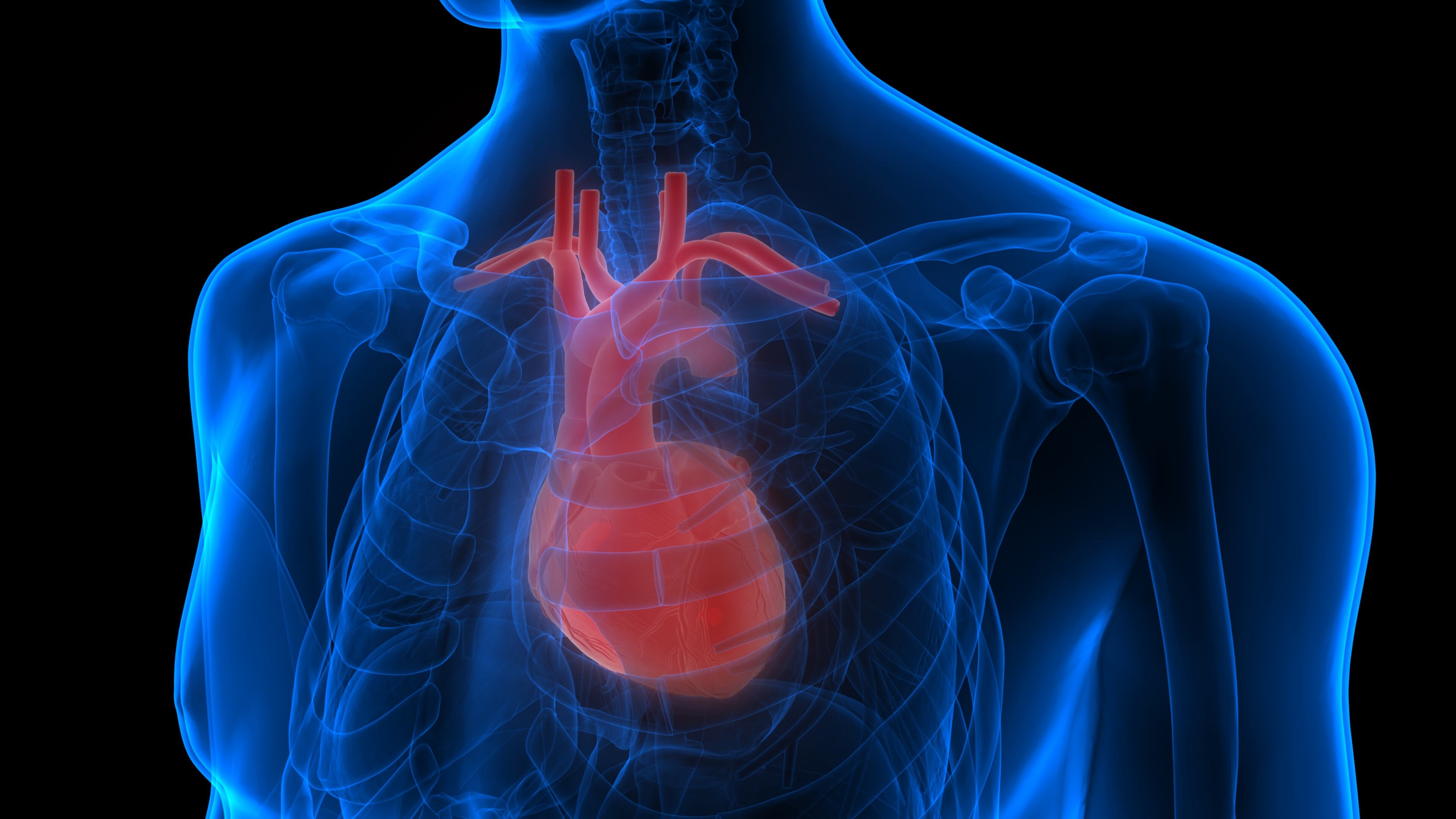 3D Illustration Concept of Human Circulatory System Heart Anatomy