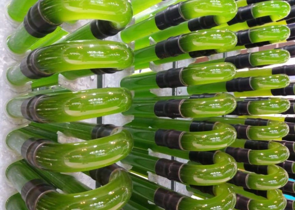 AlgaEnergy becomes first microalgae-biotech firm to achieve B Corp status