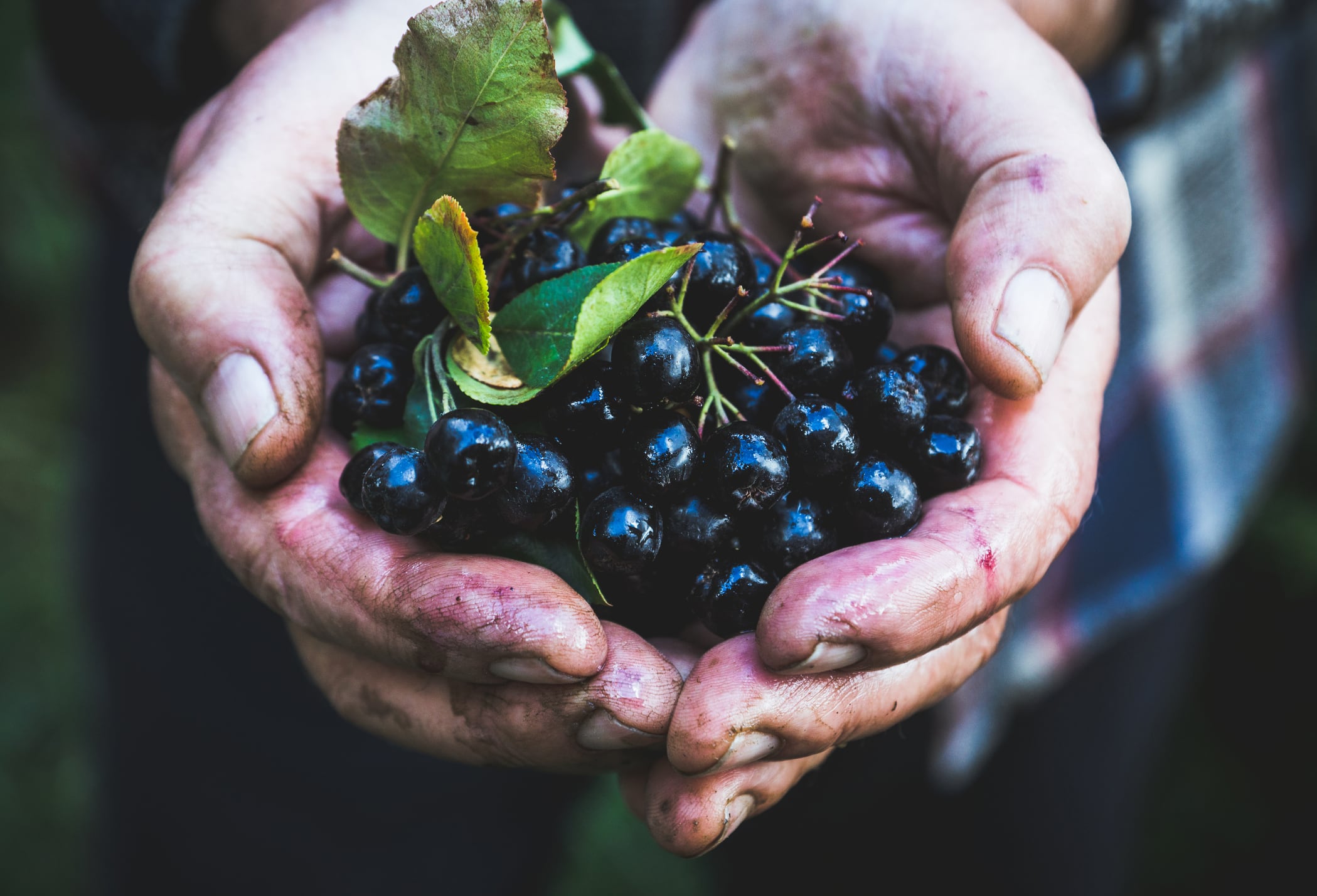 Aronia may exert heart benefits via gut microbiota modulation: Study