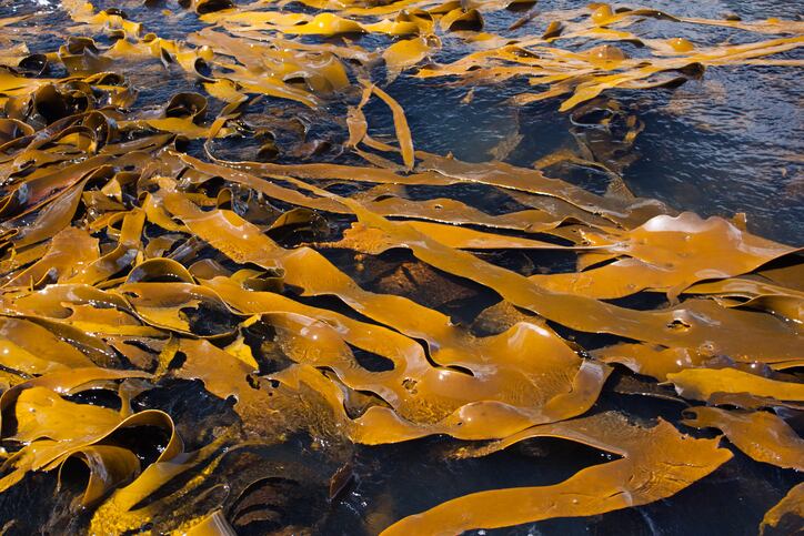 Beyond-kelp-USDA-Springtide-Seaweed-tackle-cultivation-boost-growth.jpg