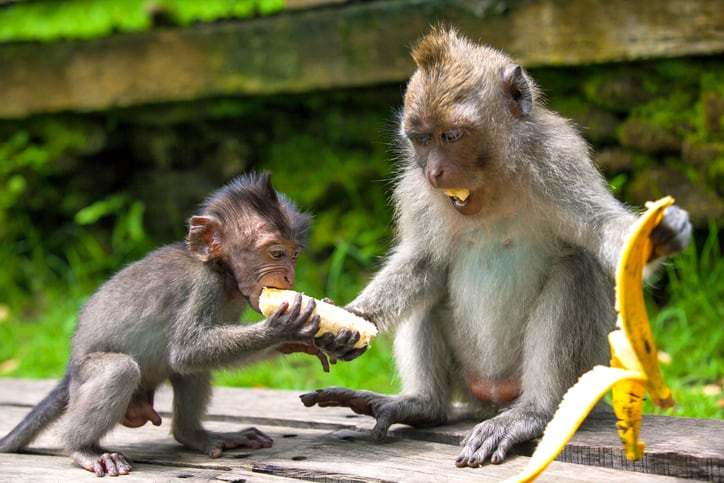 Lifestyle influences microbiome more than geography: Study 