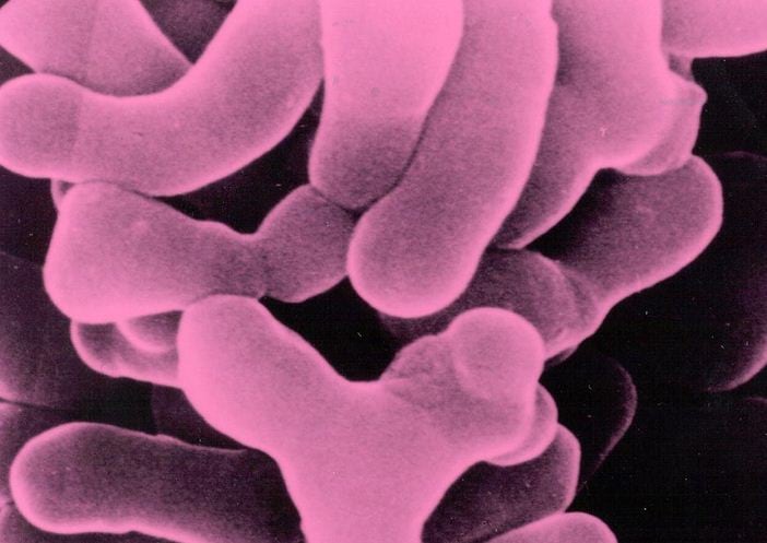bacteria.jpg