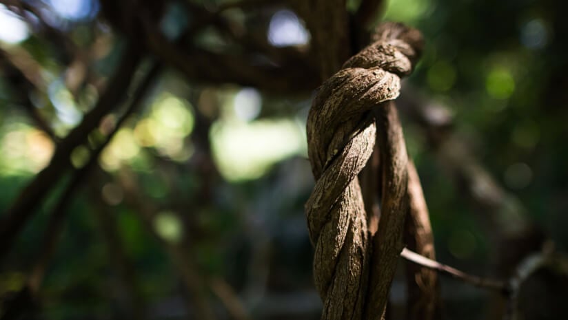 Banisteriopsis caapi, also known the soul vine, is a South American liana of the family Malpighiaceae. While caapi is not intoxicating itself, it is commonly used as an ingredient in the ayahuasca decoction to unlock the psychedelic properties of other plants.