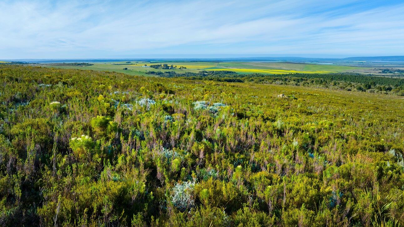 Nektium secures first BioTrade permit to bring honeybush to European market
