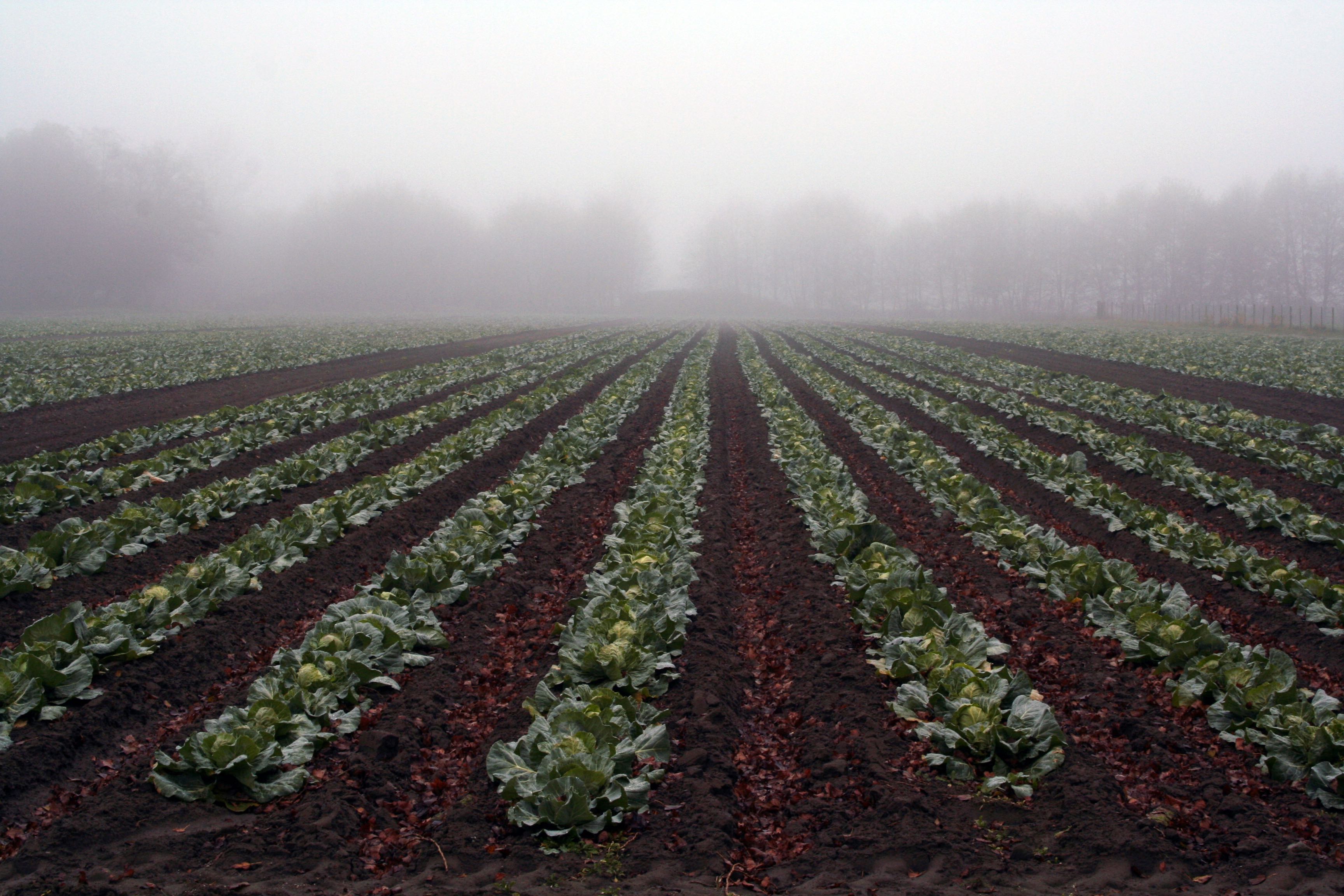 MegaFood leads petition asking EPA to ban pre-harvest use of glyphosate