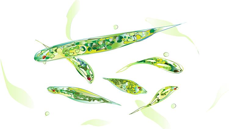 Japan Focus: Liver health, stress reduction, gut health in old age, and hemp innovations feature in this month's country review