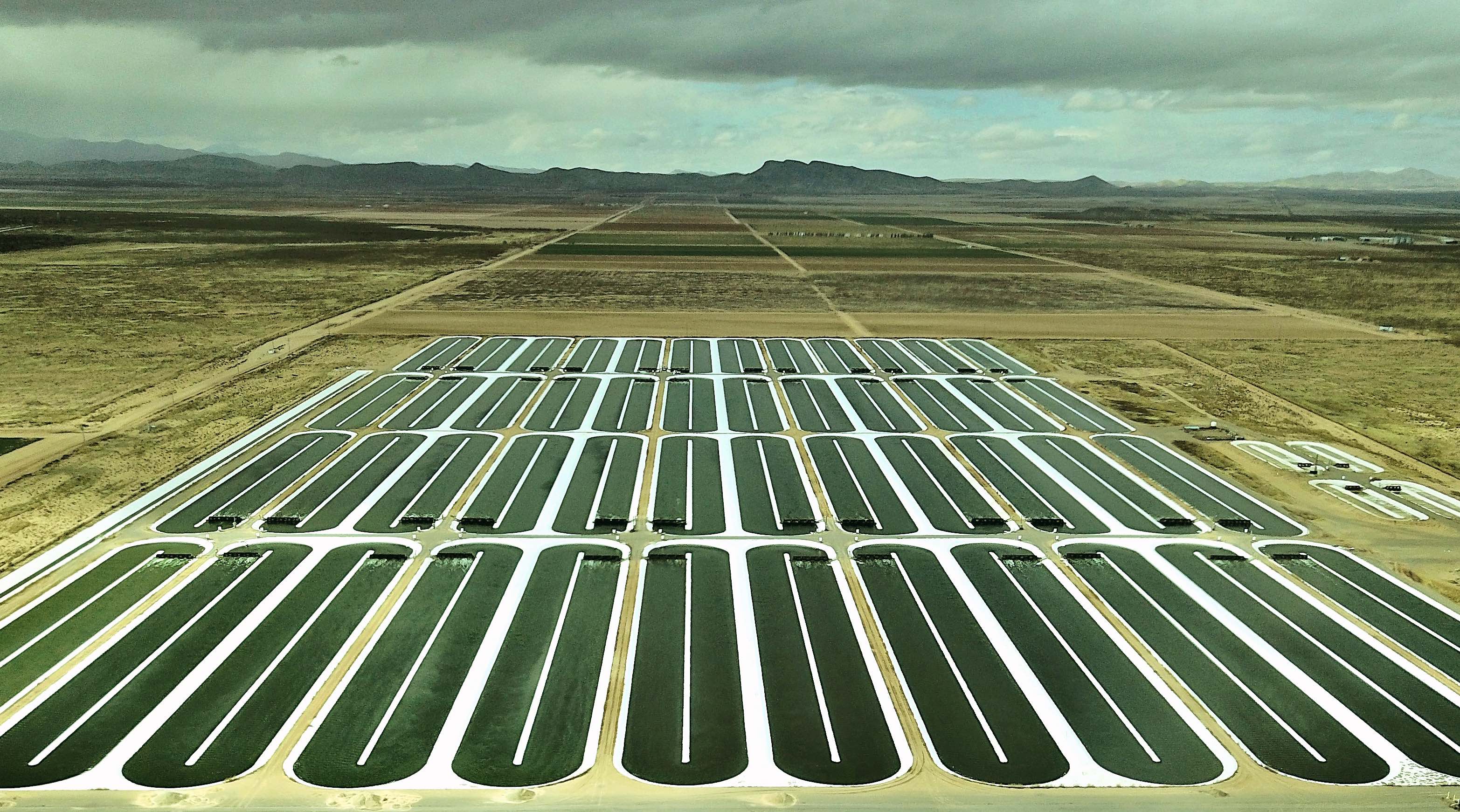 Algae-products-brand-iWi-lands-Sam-s-Club-distribution-deal.jpg