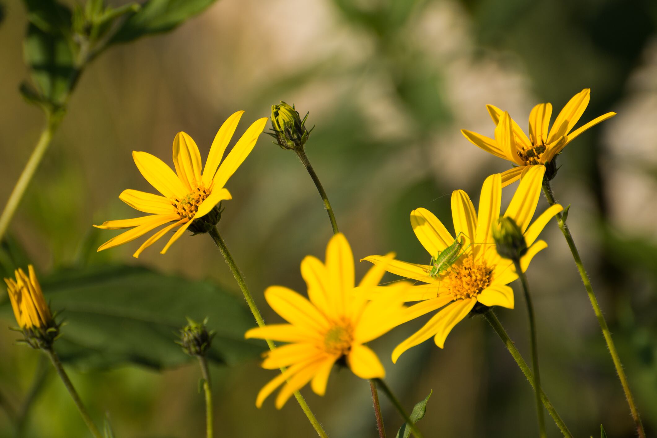 Arnica-C-Getty-Images-Grabara_Photography.jpg