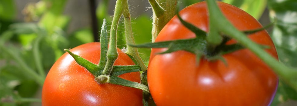 A-nootropic-tomato-extract-for-better-cognitive-functions.jpg