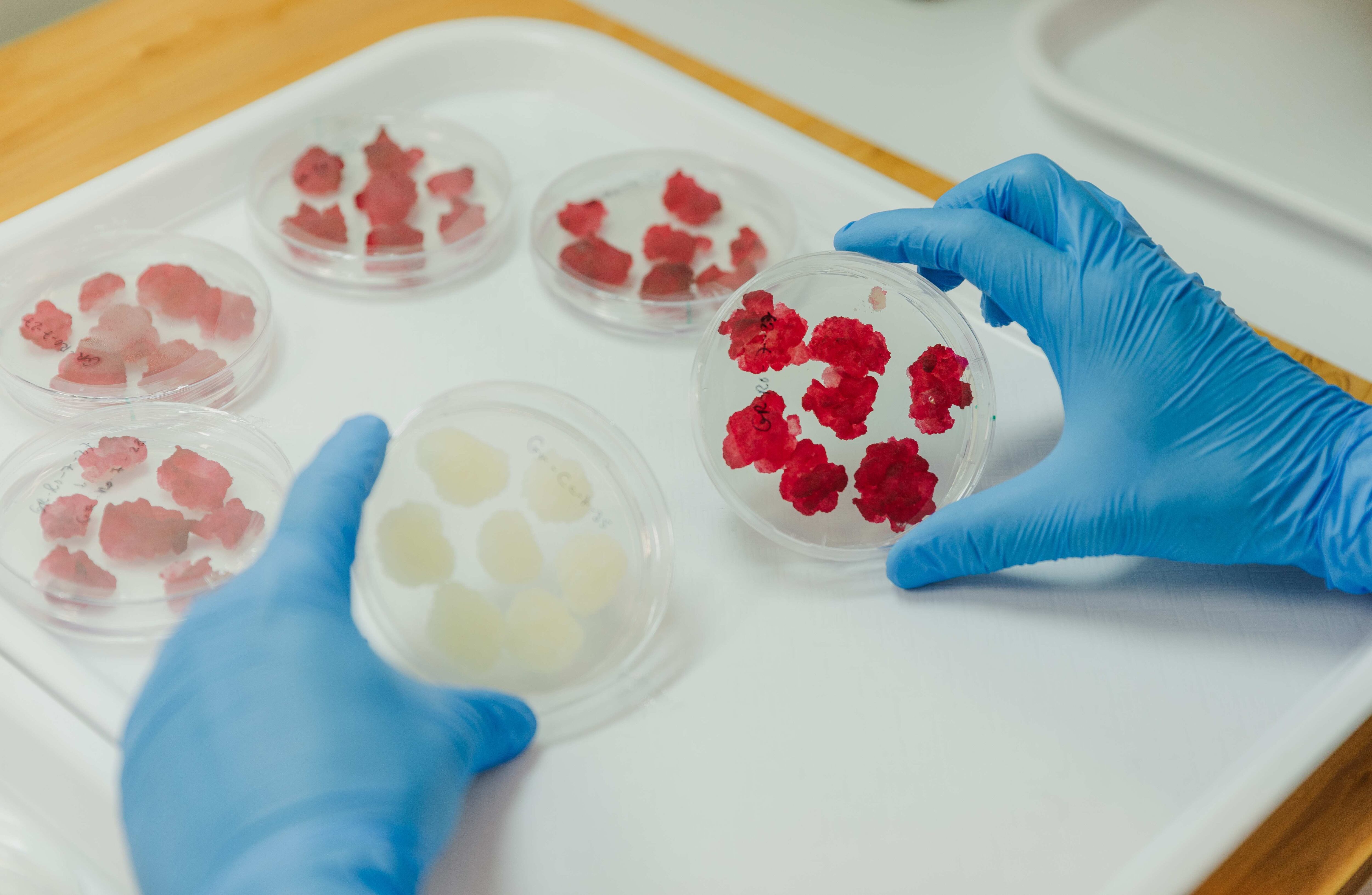 Plant cell culture Novella