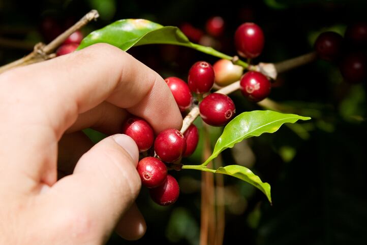 Hand-Picked-Coffee.jpg