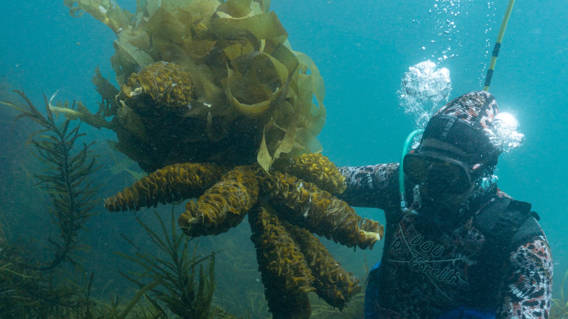 A diver harvesting Undaria pinnatifida in Patagonia, Argentina.