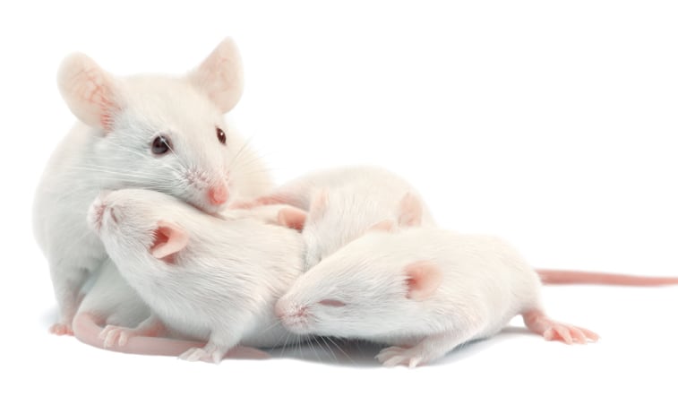 NAD-supplements-to-be-studied-in-rodent-brain-development.jpg