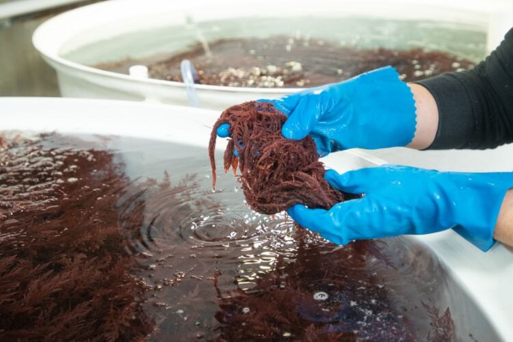 Fonterra expands seaweed trial
