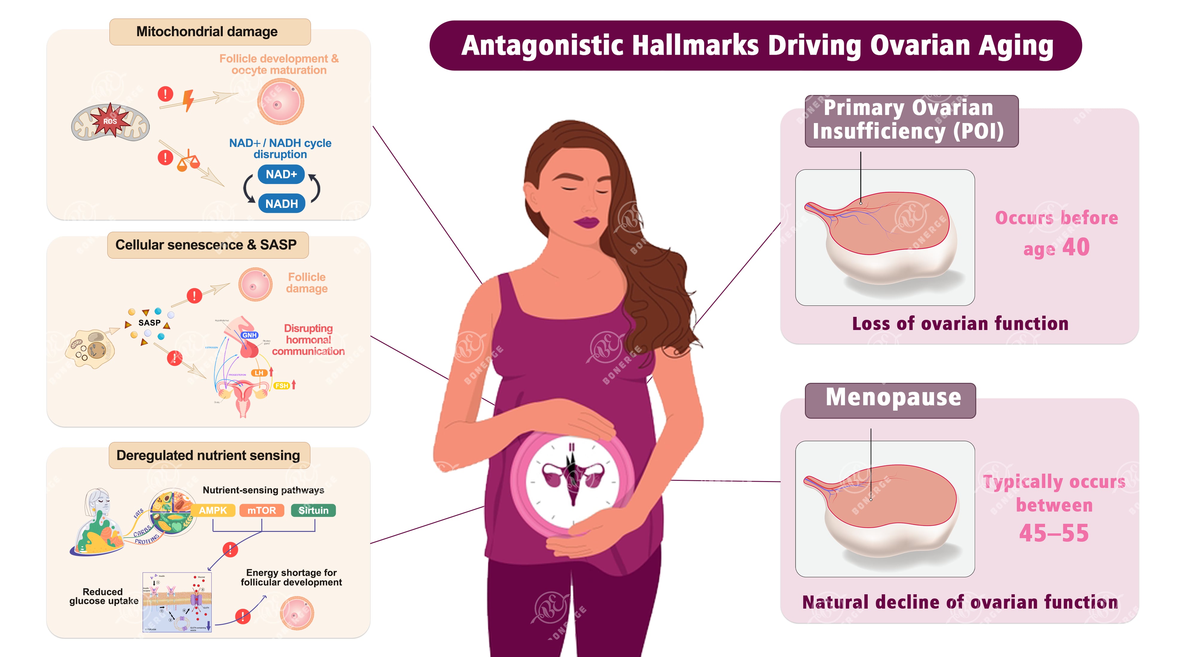 Antagonistic hallmarks driving ovarian aging